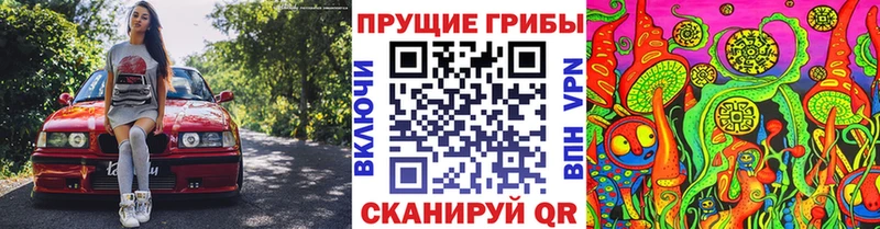 Псилоцибиновые грибы Psilocybine cubensis  Вятские Поляны 